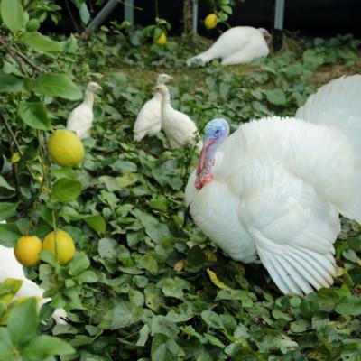 ふるさと納税 水俣市 環境マイスターと七面鳥が育てた「レモン」約2kg |  | 01