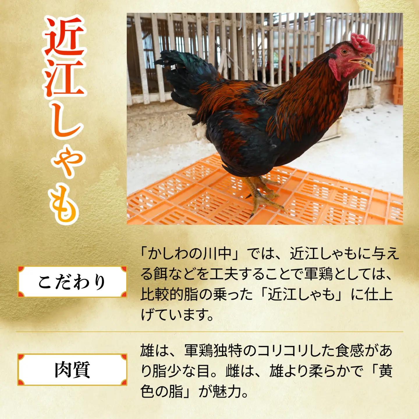 【かしわの川中】超新鮮＆美味！食べ比べ 近江しゃもvs淡海地鶏 計1,400g（4～6人前） [G003]/ しゃも
