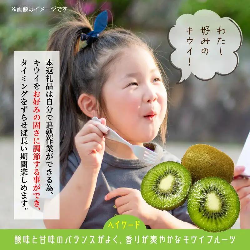 未追熟キウイフルーツ 扁平型 36玉(約3.7kg)_2753R