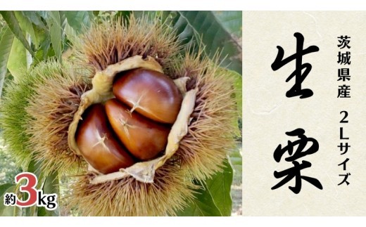 
            無燻蒸 生栗 2L サイズ 約 3kg 産地直送 久保田果樹園 茨城 栗 くり 季節 秋 旬 直送 [DH021sa]
          