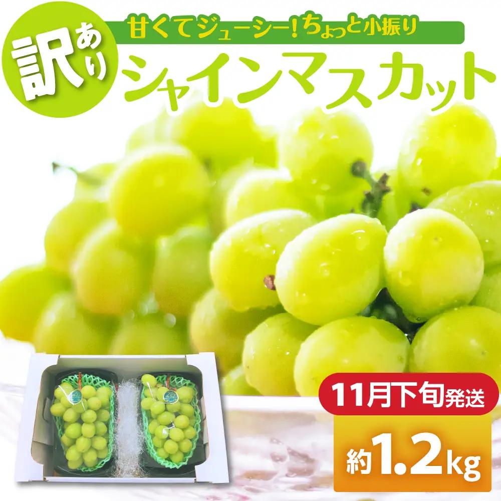 【2026年11月下旬発送】 【訳あり】 シャインマスカット 1.2kg 家庭用 青森