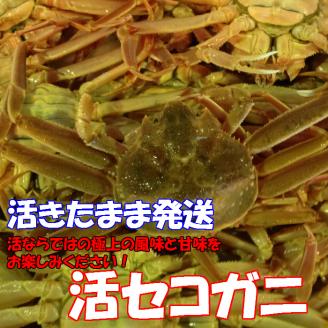 【活】鳥取県産 セコガニ 訳あり 良品 2kg ※2024年11月上旬～12月下旬頃に順次発送予定◇