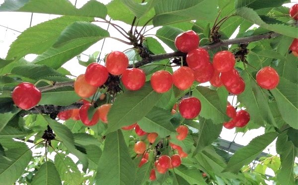 
                  さくらんぼ（紅秀峰）５００ｇ　特秀品　２Ｌサイズ　手詰め　0069-2608
                