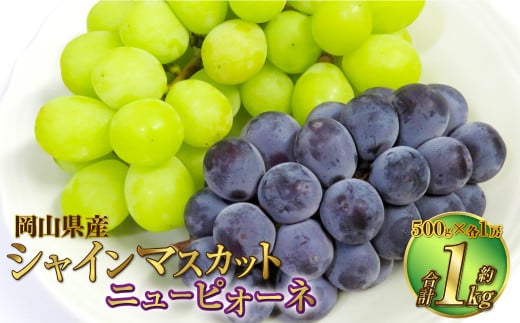 岡山県産 シャインマスカット「晴王」とニューピオーネ 2Lサイズ 計約1kg 【2024年8月下旬～9月下旬迄発送予定】  くだもの フルーツ 詰め合わせ ぶどう