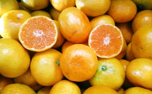 【規格外品】 みかん ご家庭用 15kg サイズ不選別 家庭用 不揃い サイズ不選別 訳あり 蜜柑 ミカン フルーツ 果物 柑橘 熊本産 九州産【2025年10月下旬～2026年2月下旬発送予定】