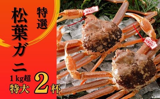 【2025年２月・３月発送】 特撰 松葉がに 【タグ付き】 1kg超の大きいサイズ 特大2杯 活物 ※着日指定不可 松葉ガニ カニ ズワイガニ カニ爪 冷蔵 かにしゃぶ カニ刺身