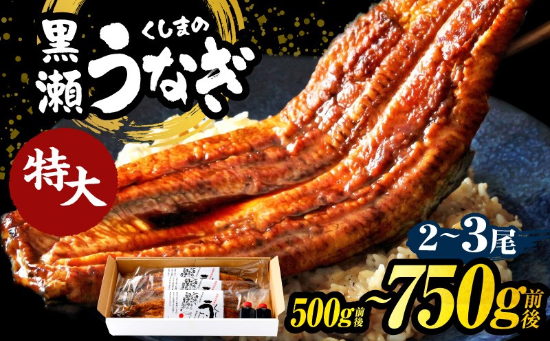 
                  【数量限定】【選べる内容量】特大くしまの黒潮うなぎ蒲焼２～3尾（合計500g～750g前後）_K023-003-SKU
                