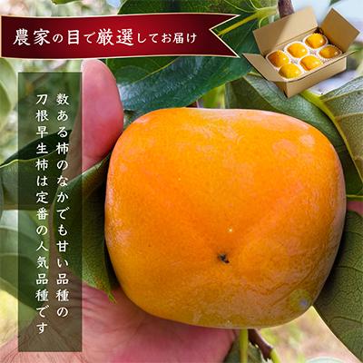 ふるさと納税 上富田町 先行受付!　柿　種無し　赤秀品　超大玉　5〜6個　こだわり農家厳選! |  | 01
