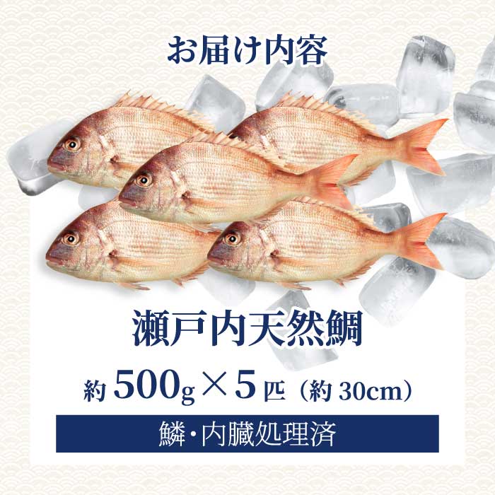 瀬戸内産 天然鯛 約2.5kg（500g×5匹/鱗・内臓処理） 鯛 天然鯛 真鯛 天然 鮮魚 下処理済 瀬戸内 広島県 三原市 154006