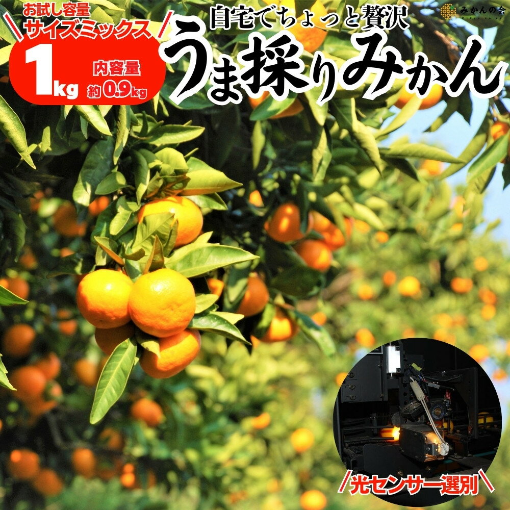 【ふるさと納税】【選べる重量】みかん うま採り 箱込約 1～10kg（内容量0.9～9.2kg） 光センサー選別 みかんの会厳選 サイズミックス 和歌山県産 産地直送 【みかんの会】［2025年11月中旬より2026年1月中旬頃順次出荷予定］ | フルーツ 食品 人気 おすすめ 送料無料
