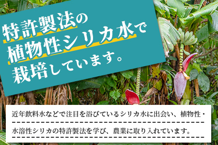 希少！特許製法で作るシリカ水で栽培する特別な「島バナナ」 OI-6