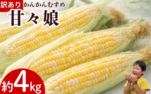 訳あり とうもろこし 甘々娘 約4kg サイズ不揃い 《 2026年6月発送 》 スイートコーン かんかん娘 冷蔵 コーン 野菜 やさい 新鮮 サラダ 茹でとうもろこし 焼きもろこし 天ぷら スープ かんかんむすめ カンカン娘 BBQ 焼き肉 アウトドア キャンプ 特産品 産地直送 徳島県 吉野川市