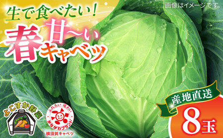【先行予約】よこすか 春キャベツ 8玉入り キャベツ きゃべつ 春キャベツ 春きゃべつ 野菜 きゃべつ 野菜 【JAよこすか葉山】 [AKFO005] 8000円 8千円
