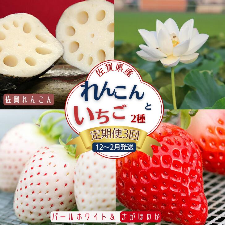 【ふるさと納税】【定期便3回】先行受付！佐賀県産 れんこんといちご【12～2月発送】：B445-006