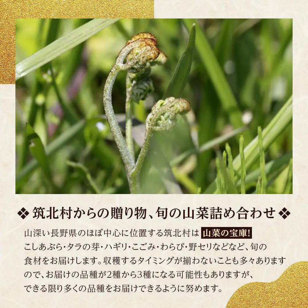 先行予約【2027年4月中旬頃～順次発送予定】ちっくほっくふぁ～む　山の恵み　山菜セット