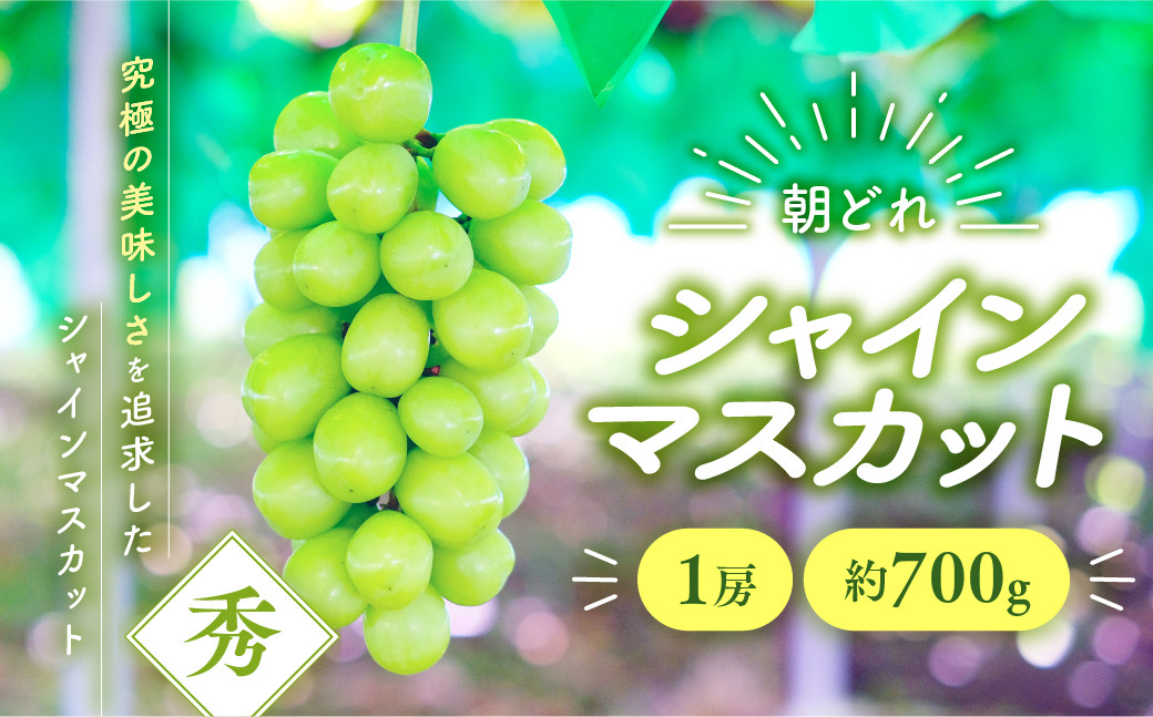 
            【2025年分発送】シャインマスカット　1房　約700ｇ　先行予約 先行 予約 山梨県産 産地直送 フルーツ 果物 くだもの ぶどう ブドウ 葡萄 シャイン シャインマスカット 新鮮 人気 おすすめ 国産 山梨 甲斐市 贈答 ギフト お取り寄せ 朝どれ AV-36
          