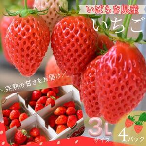 【茨城県産】菅谷いちご園の完熟いちご『いちごっ子』 3Lサイズ 11粒×4パック【配送不可地域：離島・北海道・沖縄県・中国・四国・九州】【1702239】