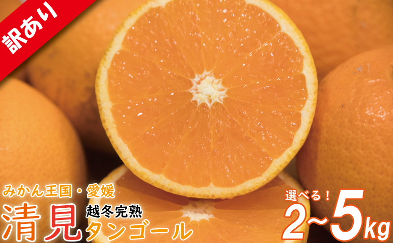 
                  【訳あり】 清見タンゴール 約2kg / 約5kg 【順次発送中】 | 訳あり みかん 訳あり柑橘 ワケアリ 柑橘 みかん mican mikan ミカン 蜜柑 訳あり商品 清見 清見タンゴール みかん 柑橘 松山 愛媛県 
                