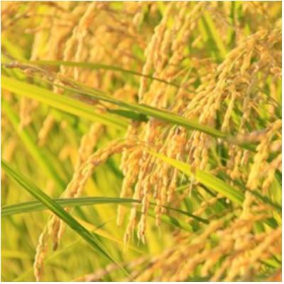 ふるさと納税 小国町 【令和8年産米 先行予約】食べ比べセット(つや姫、雪若丸、山形95号)各5kg おぐにのこめ |  | 01
