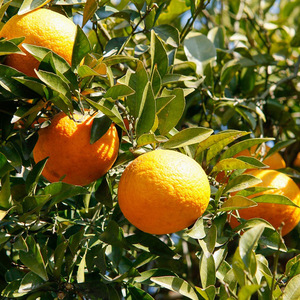 U6304_【2026年先行予約】甘夏 秀品 約9~10kg 和歌山県有田産