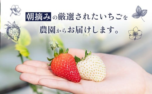 【12月以降、随時発送！】【北海道産】ゆきいちご（ゆきぼたん/すず）赤白ＭＩＸ×２Ｐセット 250g×2　計500g