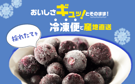 東京農工大学名誉教授「横山　正」ブランドのブルーベリー冷凍果実2パックセット（品種おまかせ）【東和ブルーベリー研究農園】