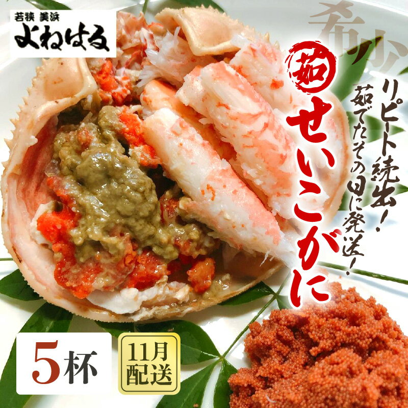 【ふるさと納税】【先行予約】天然 せいこがに × 5杯 (1杯約190g) 茹でたその日に発送！ 【2025年11月中旬以降順次発送予定】【冷蔵 本場の味 ボイル 越前ガニ 蟹 茹で セイコガニ ずわいがに ズワイガニ】
