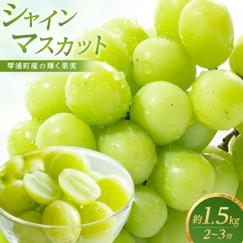 【ふるさと納税】シャインマスカット2～3房セット（計約1.5kg） 先行予約 琴浦町産 | フルーツ 果物 くだもの 食品 人気 おすすめ 送料無料