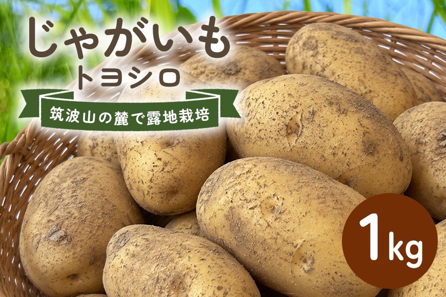 
                  じゃがいも (トヨシロ) 1kg 産地直送 茨城県 石岡市 B03-018
                