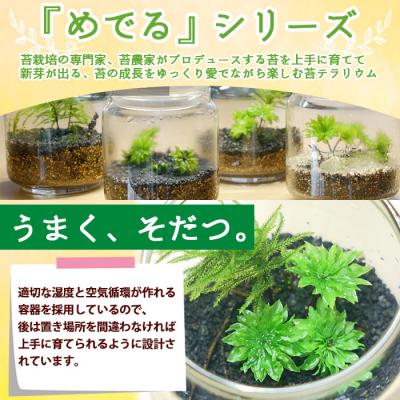 ふるさと納税 西予市 <「めでる」シリーズ:苔テラリウム制作キット オオカサゴケ 5本パック>　インテリア　緑　グリーン |  | 02