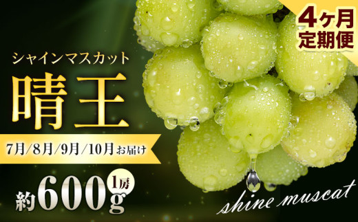 ぶどう シャインマスカット 晴王 600g 1房 4ヶ月定期便 彩美菜果《7月上旬-10月末頃出荷》 マスカット 送料無料 岡山県 浅口市 フルーツ 果物 贈り物 国産 くだもの 果物 7月 8月 9月10月 発送 【配送不可地域あり】