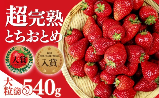 いちご 「茂木完熟いちご」第1回いちご選手権入賞 とちおとめ 大粒 約270g × 2パック 合計 約540g【3月以降発送】 | いちご イチゴ 苺 とちおとめ 大粒 特大 第1回いちご選手権入賞  ブランドいちご ストロベリー 完熟 果物 フルーツ甘い あまい くだもの 旬 産地直送 栃木県産 美土里農園 栃木県 茂木町