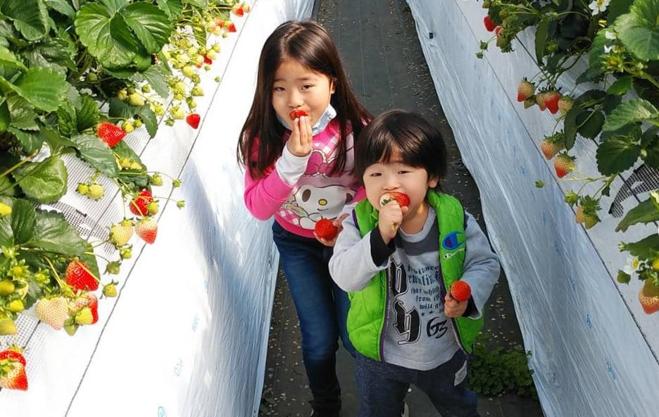 絢音ベリー農園 "絢" いちご 500g （250g×2P）