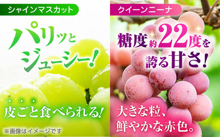 【先行予約】 訳あり 紅白ぶどう2種（シャインマスカット＆クイーンニーナ）食べ比べ 切り落とし 計約700g  【合同会社 社方園】[ZBZ042]