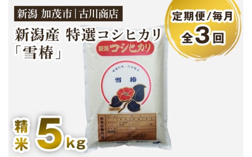 【令和7年産】【定期便3回毎月お届け】特選コシヒカリ「雪椿」精米 5kg 《順次出荷》 白米 加茂市 お米の専門店 古川商店 新潟県 加茂市産 定期便