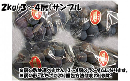 【令和6年発送分】岡山県産　ニューピオーネ　2kg