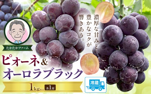 ぶどう ピオーネ オーロラブラック 計2房 1kg 以上 《8月下旬-9月中旬頃出荷》 たかたかファーム ブドウ 葡萄 黒系 果物 フルーツ ギフト 岡山県 笠岡市