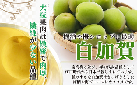 有機栽培　青梅 5kg（ジュース・梅酒・酵素用） | 果実 かじつ カジツ 梅 うめ ウメ 奈良県 五條市
