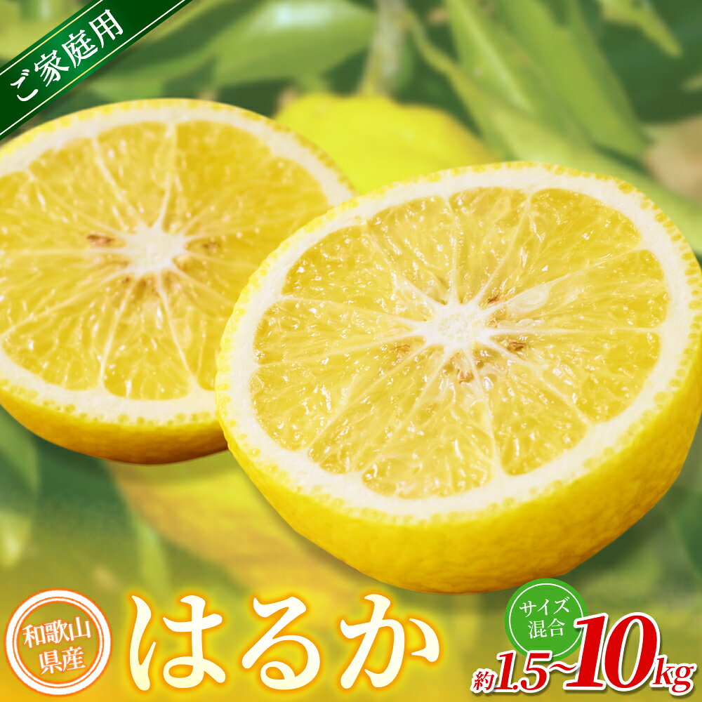 【ふるさと納税】【家庭用】 森本農園の手選別 はるか 約1.5kg 約5kg 約10kg 和歌山県産 サイズ混合 【北海道・沖縄・離島配送不可】【2027年3月上旬～2027年4月上旬頃に順次発送】