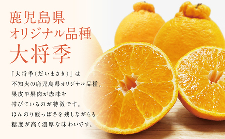 【南さつま市金峰町産】 ブランド不知火「大将季」 約3kg入り化粧箱 （8玉～12玉）南さつま市 金峰町産 国産 果物 フルーツ 旬 柑橘 不知火 しらぬい くだもの ハウス栽培 常温 鹿児島県