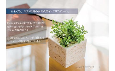 次世代型インテリアグリーン　DiamondPlants　Short ヒメモンステラ・ホワイト鉢