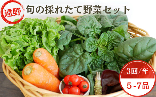 【 3回 定期便 】 旬 採れたて 野菜 詰め合わせ セット （5～7品）ライトサイズ【こんたでぃーの遠野】