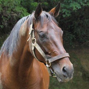 競走馬 競馬 引退後 余生支援 黒潮友馬会 1万円コース 高知 須崎