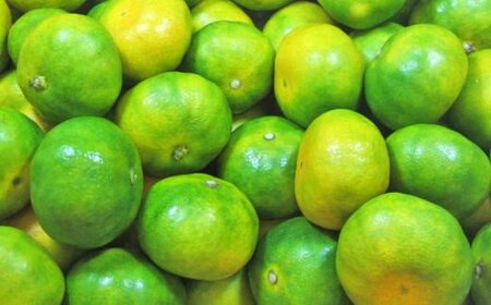 【産直】YN26極早生みかん約5kg（2S～Mサイズおまかせ）【2026年9月中旬～2026年10月中旬頃より順次発送】【TM13】【TM92210-tec800A】