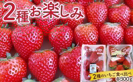 いちご 2種お楽しみ 食べ比べ セット（とちあいか&スカイベリー）【2026年1月初旬より順次発送】 ｜フルーツ いちご 苺 期間限定 とちあいか スカイベリー 栃木 産地直送 産直