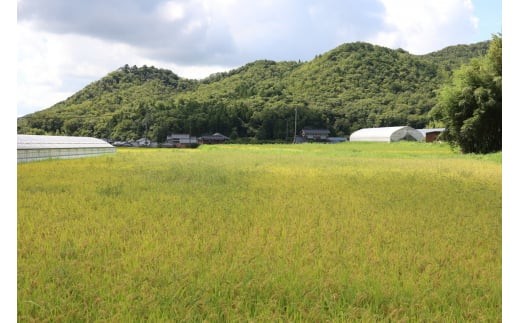 【早期予約】令和8年産 丹波篠山産コシヒカリ 玄米 5kg×12回 計60kg 丹波篠山市 ふるさと納税 株式会社　丹波篠山大内農場西の魚沼と呼ばれる 丹波篠山産 コシヒカリ！