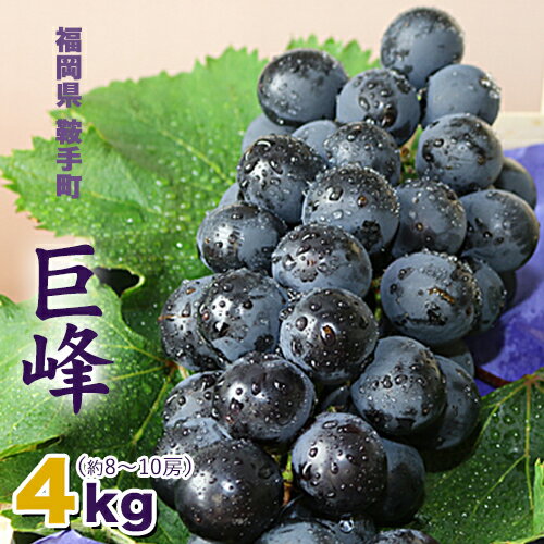【ふるさと納税】【先行予約】巨峰 4kg(約8〜10房) 予約受付 福岡県 鞍手町 送料無料《8月中旬-9月下旬頃出荷》ぶどう 直鞍農業協同組合 営農センター フルーツ