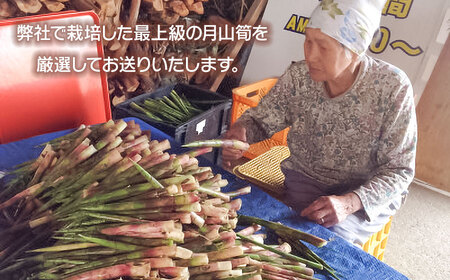 【令和8年産先行予約】月山筍 M～Lサイズ 1kg　山形県鶴岡産　グレイスファーム