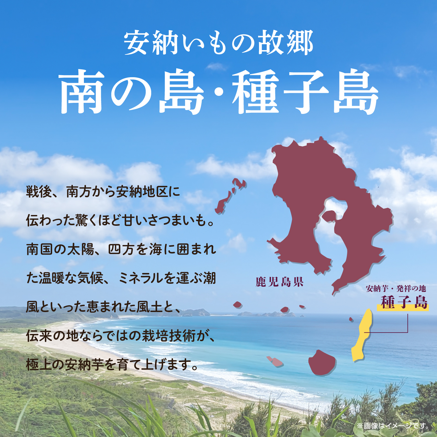 種子島 安納いも 3kg（S〜Lサイズ：100g〜400g）（秀さん農園）さつまいも 本場 安納芋 安納紅 安納こがね さつま芋 甘い ねっとり スイーツ おやつ グルメ お取り寄せ 人気 種子島産 