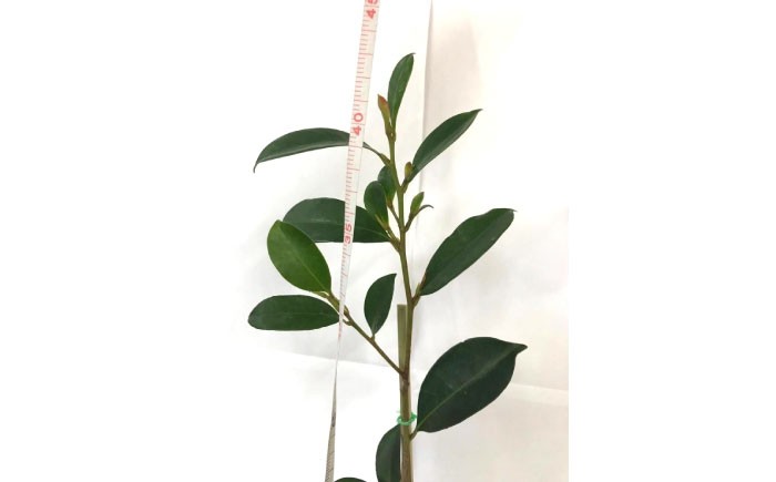 商標登録済みの国産本榊「福の山・榊」 植物 さかき 苗木 地植え 神棚 祭壇 